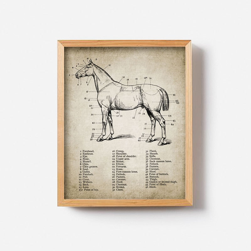 Lienzos vintage de granja de caballos