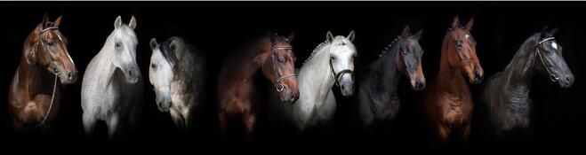 TELA TRILHO HORSES
