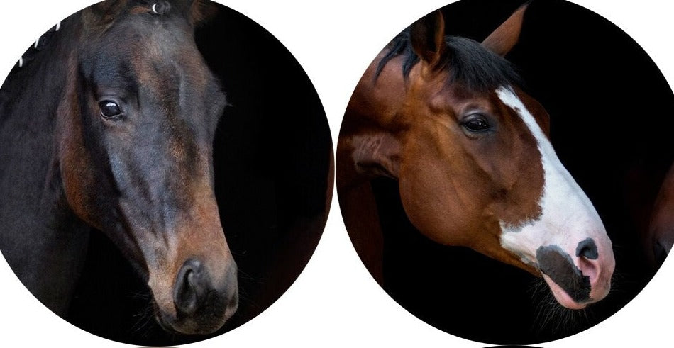 TELA TRILHO HORSES