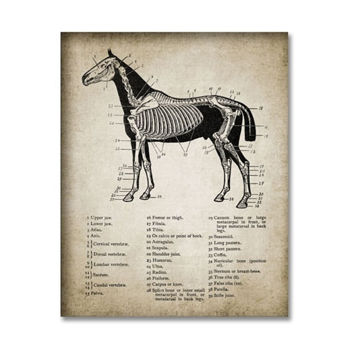 Lienzos vintage de granja de caballos
