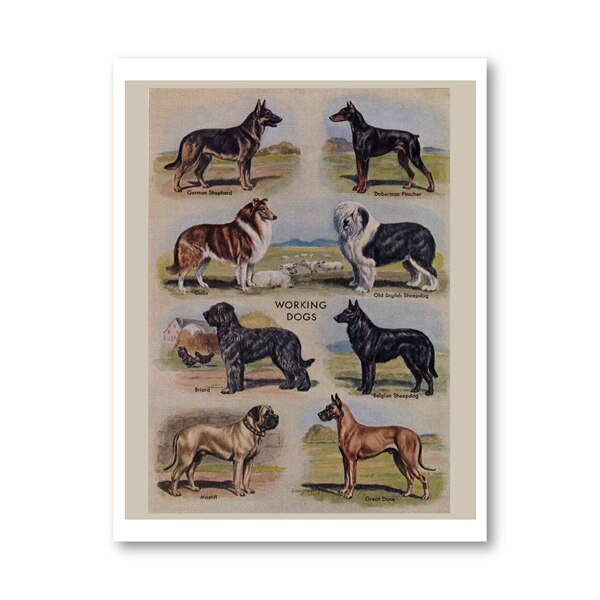 Biombos vintage para perros