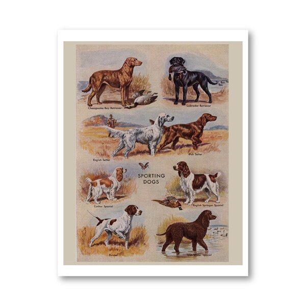 Biombos vintage para perros